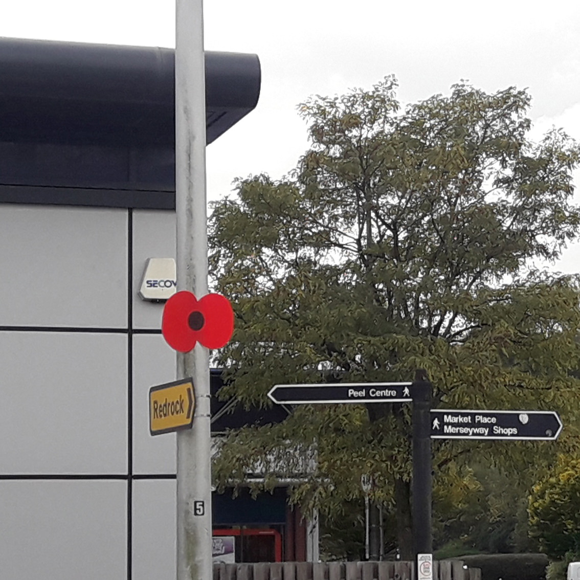 Remembrance Day Poppies